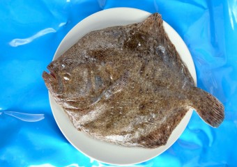 vente turbot ile de France